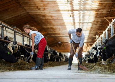 Feeding cows with hay
