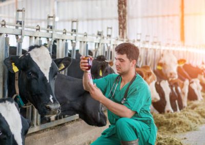 Vet Injection for cow