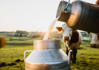 Close-up of raw milk being poured into container with cows in background